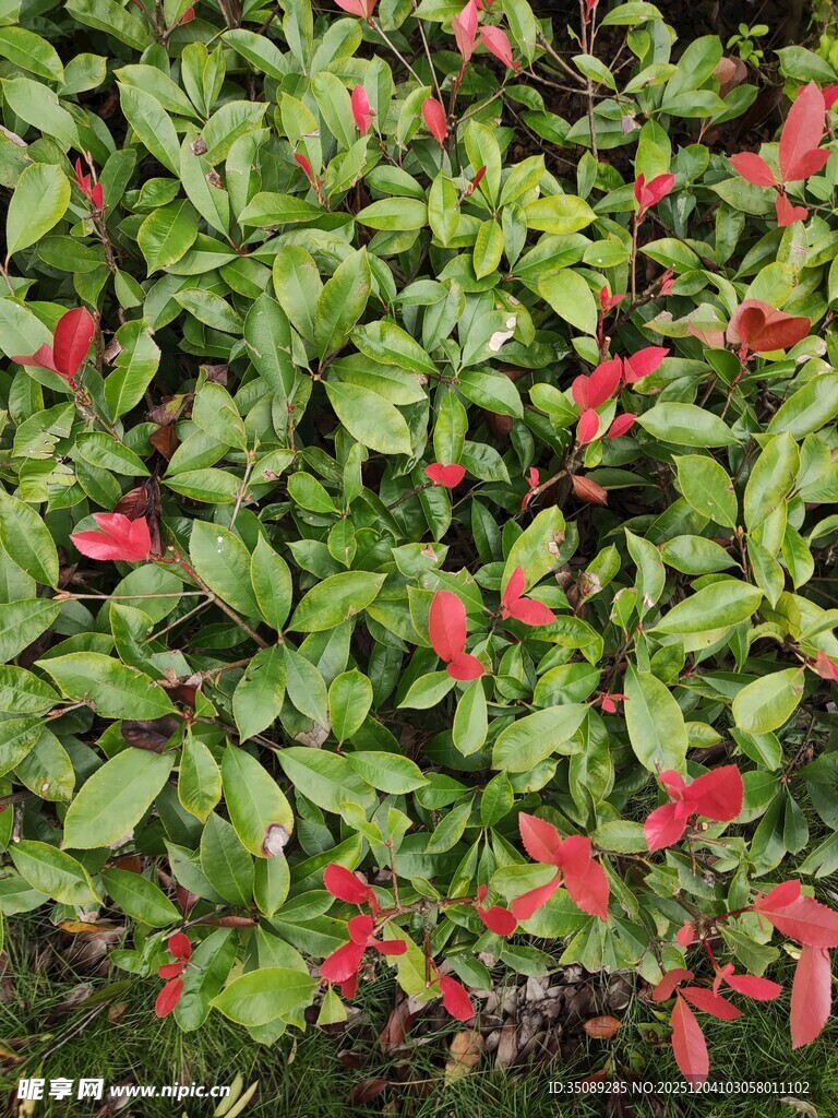 绿叶间的艳红花朵