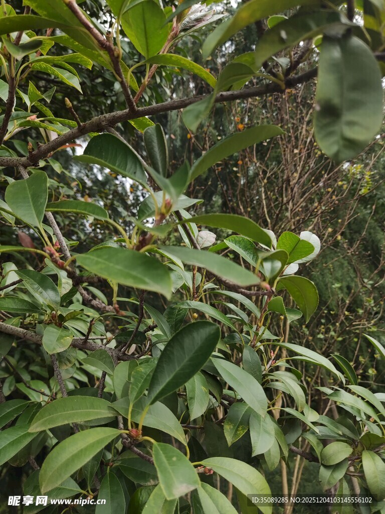 茂密绿叶植物景象