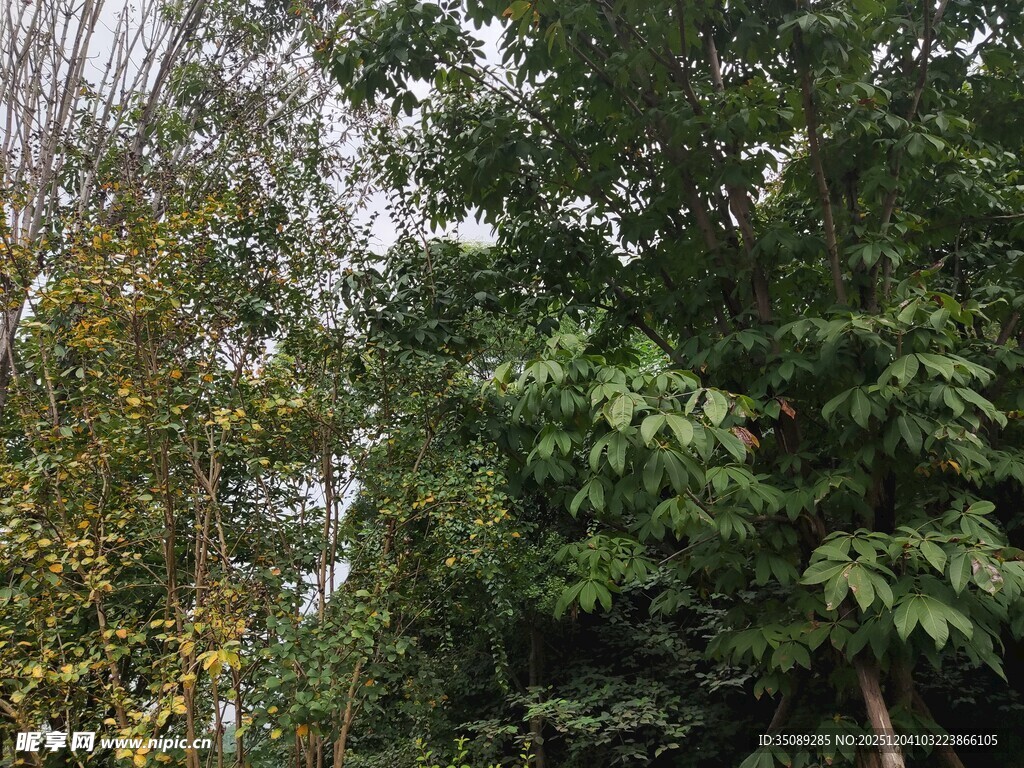 茂密树林中的繁茂绿植