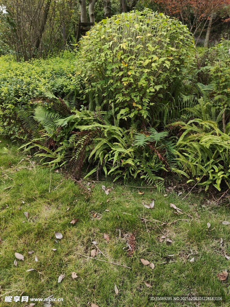 绿意盎然的花园植物景观