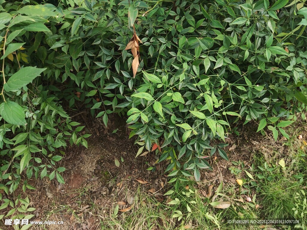 绿叶繁茂的植物景观