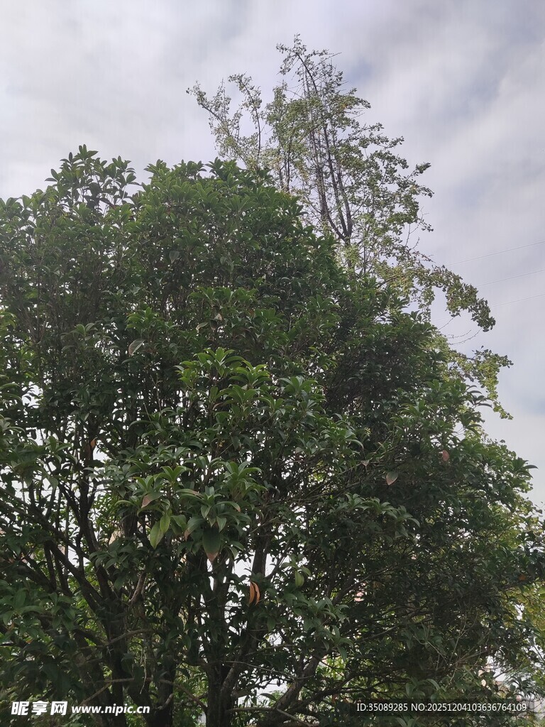 阴天里的茂盛绿树