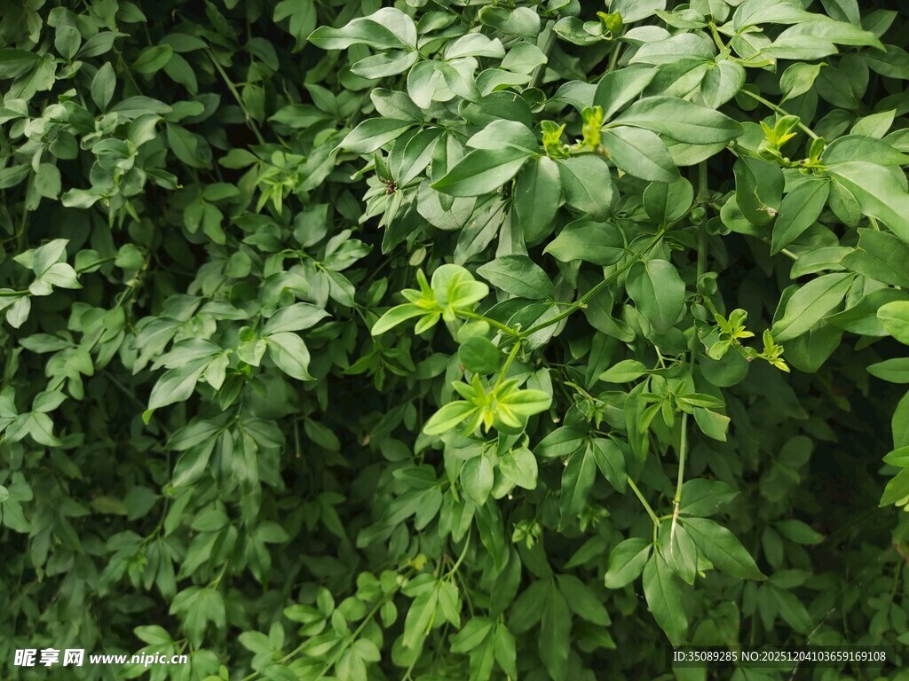 绿叶繁茂的植物景观