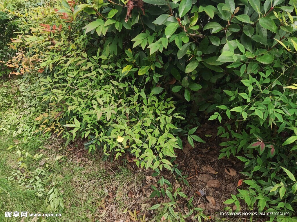 绿叶繁茂的灌木丛