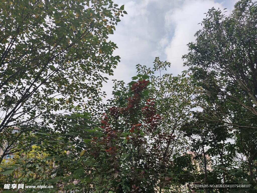 繁茂树林中的自然景致