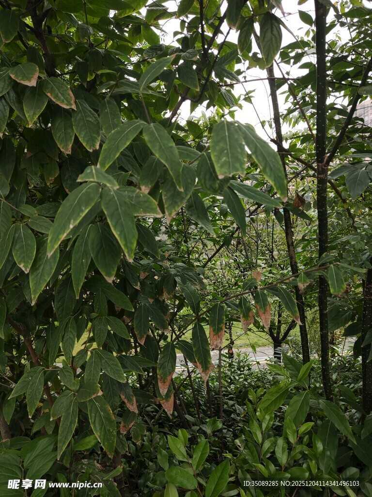 茂密丛林绿意盎然