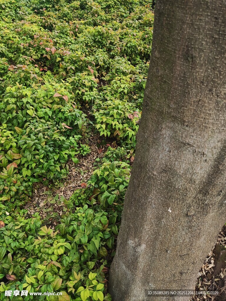 树干旁翠绿繁茂的低矮植被