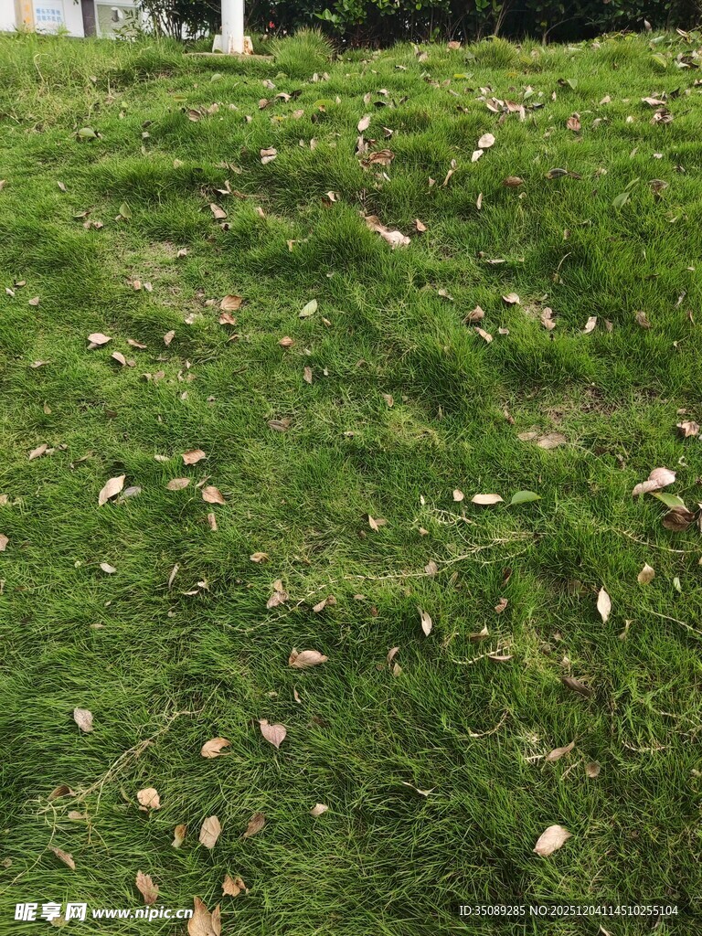草坪上散落的枯败树叶