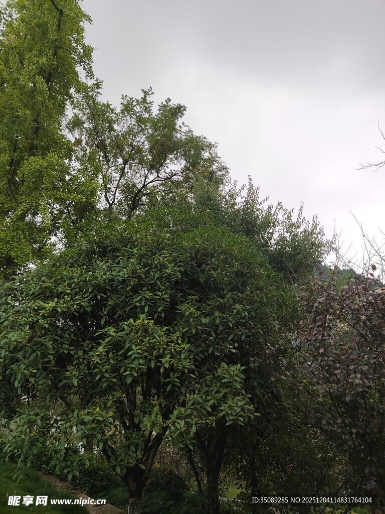 绿意盎然的户外树木景观