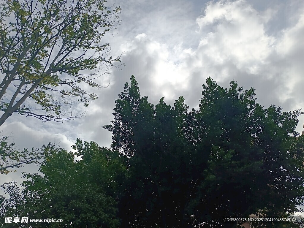 天空下的葱郁树木