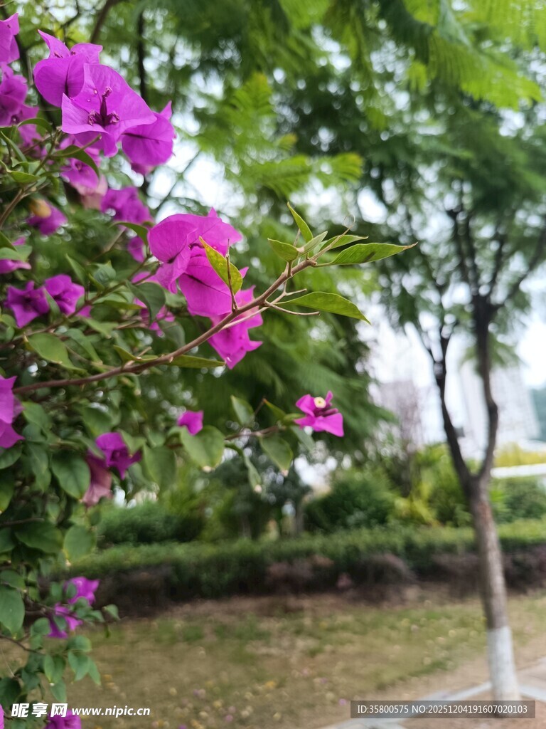 绽放的紫色三角梅景观