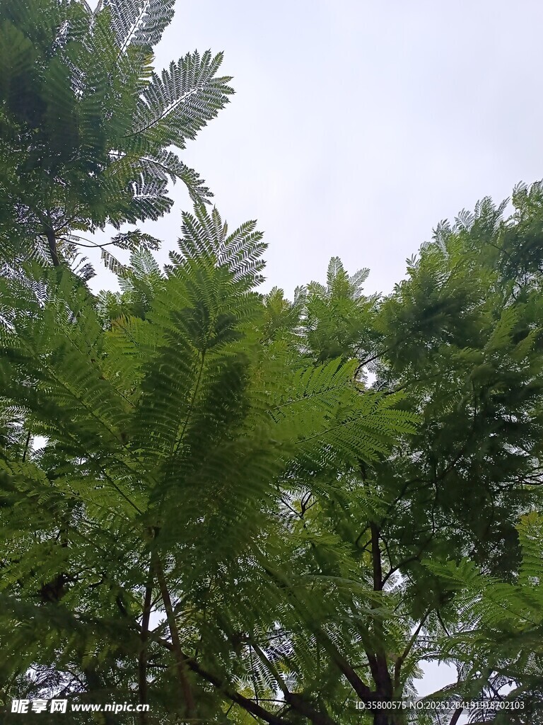 仰视葱郁繁茂的绿树