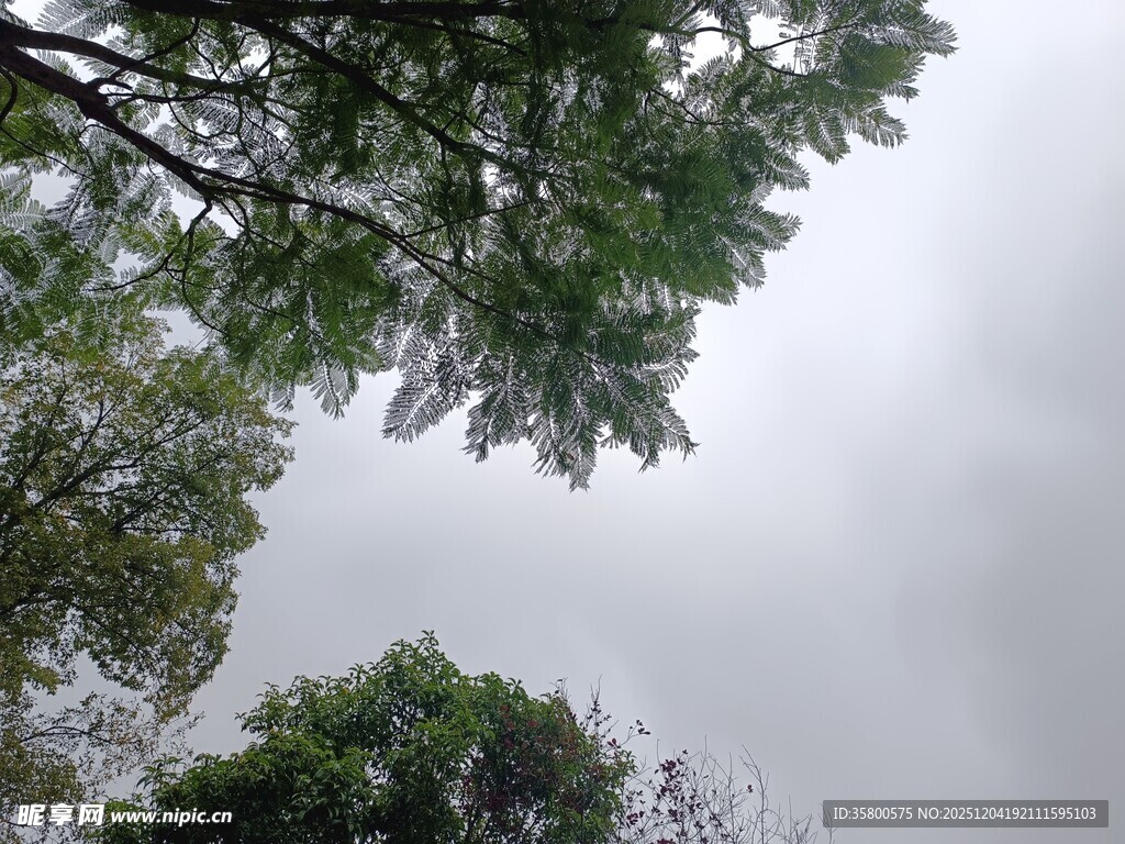 仰视树冠下的灰白天空