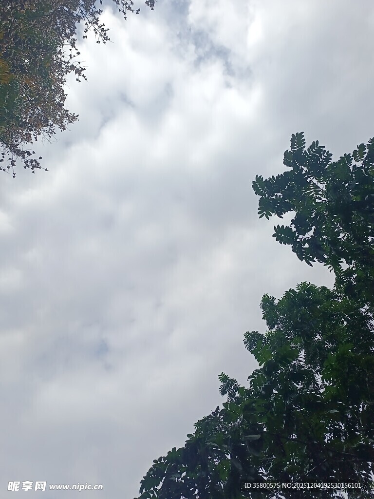 阴天时枝叶间的天空