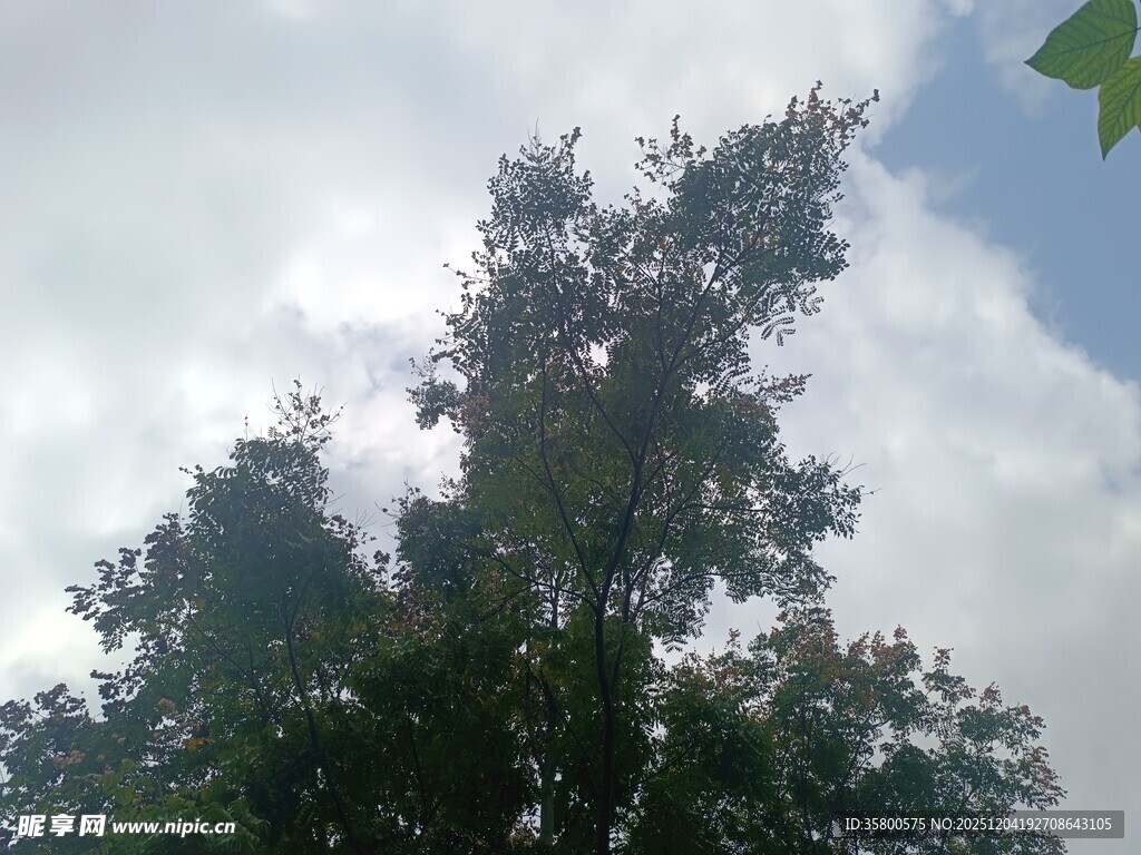 蓝天白云下的葱郁树木