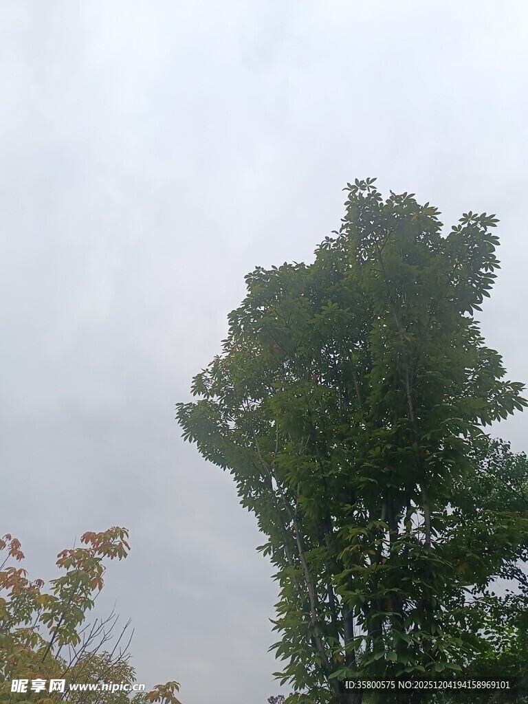 天空下的葱郁树木