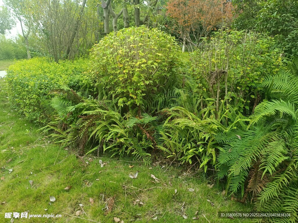 绿意盎然的户外植物景观