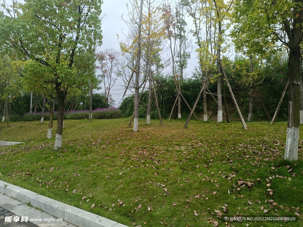 秋日公园草地树木景致