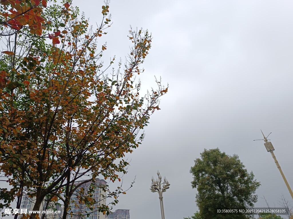 阴天中的树木与城市设施