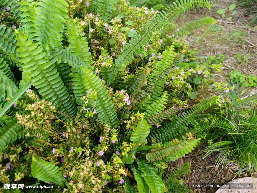 绿叶间的黄色小花