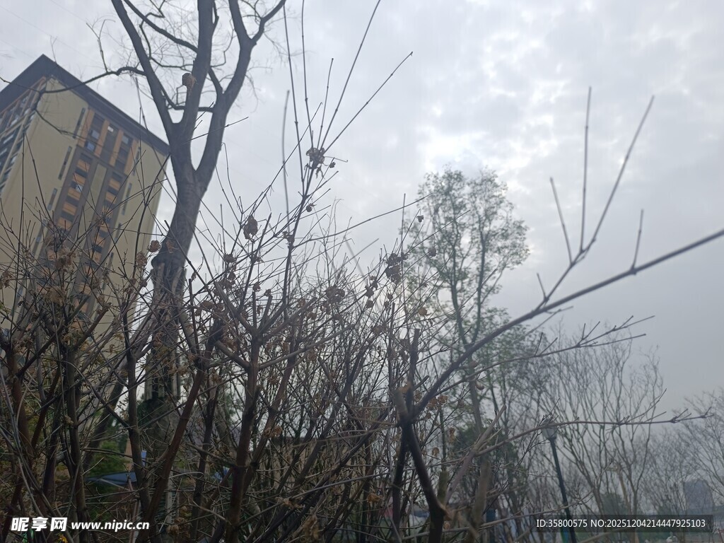 雾中萧瑟树木与建筑