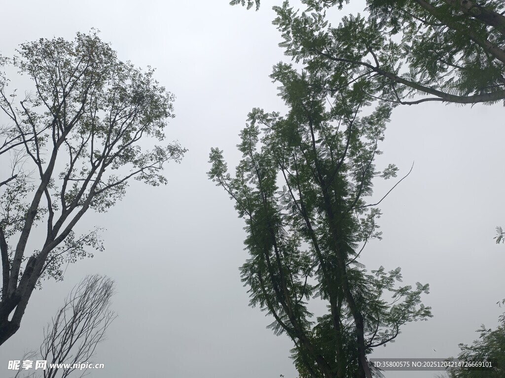 仰视树木与灰白天空