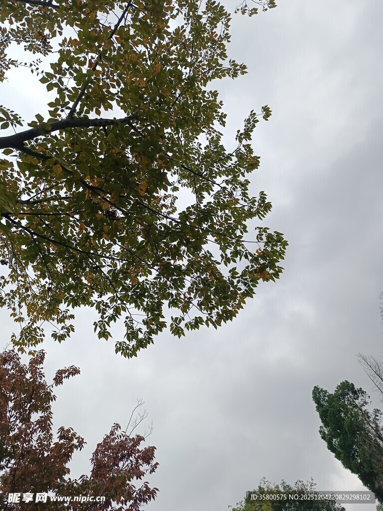 仰视视角下的多彩树梢