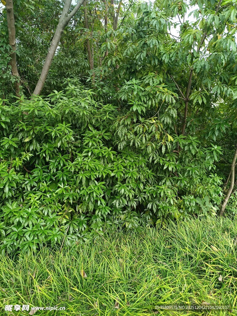 茂密丛林绿意盎然