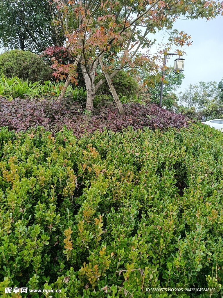 绿意盎然的植物景观
