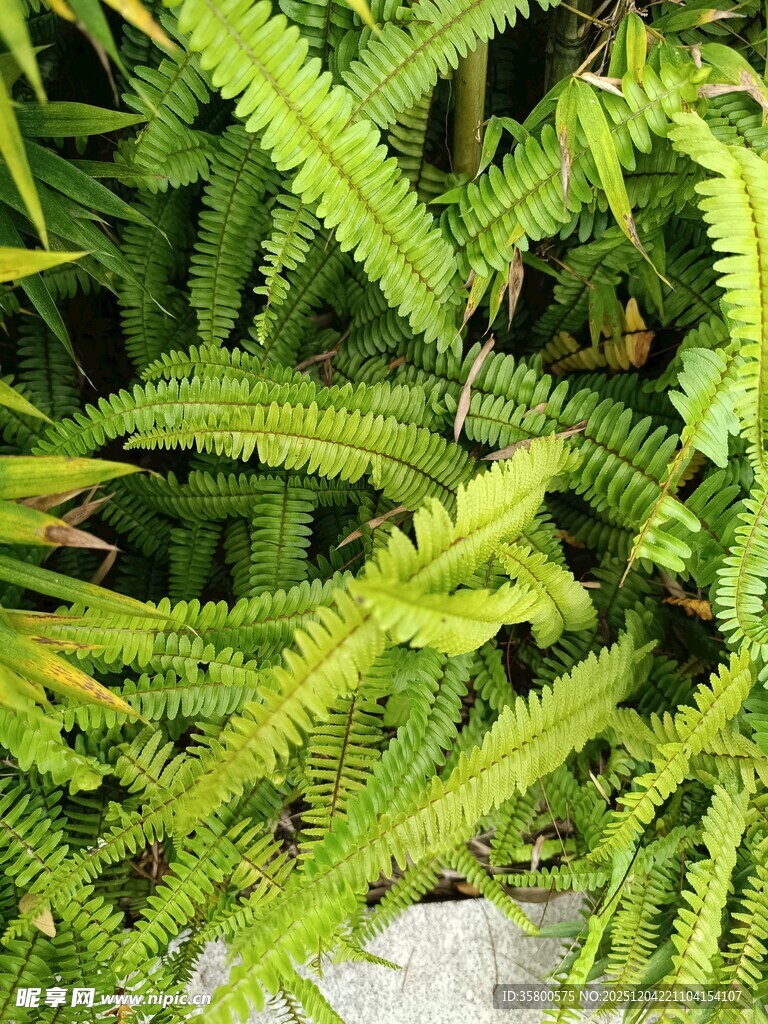 翠绿蕨类植物叶片特写