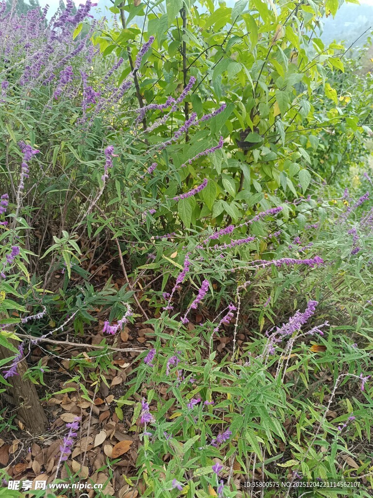 野外繁茂的绿色植物景观