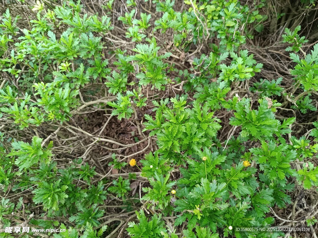 翠绿繁茂的地面植物