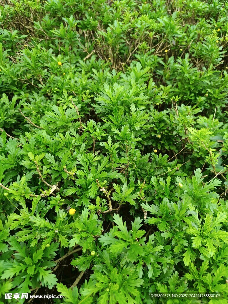 翠绿繁茂的植物景观