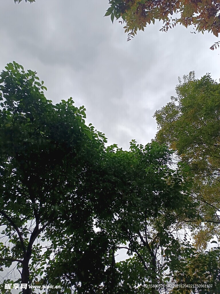 茂密树林上方的阴沉天空