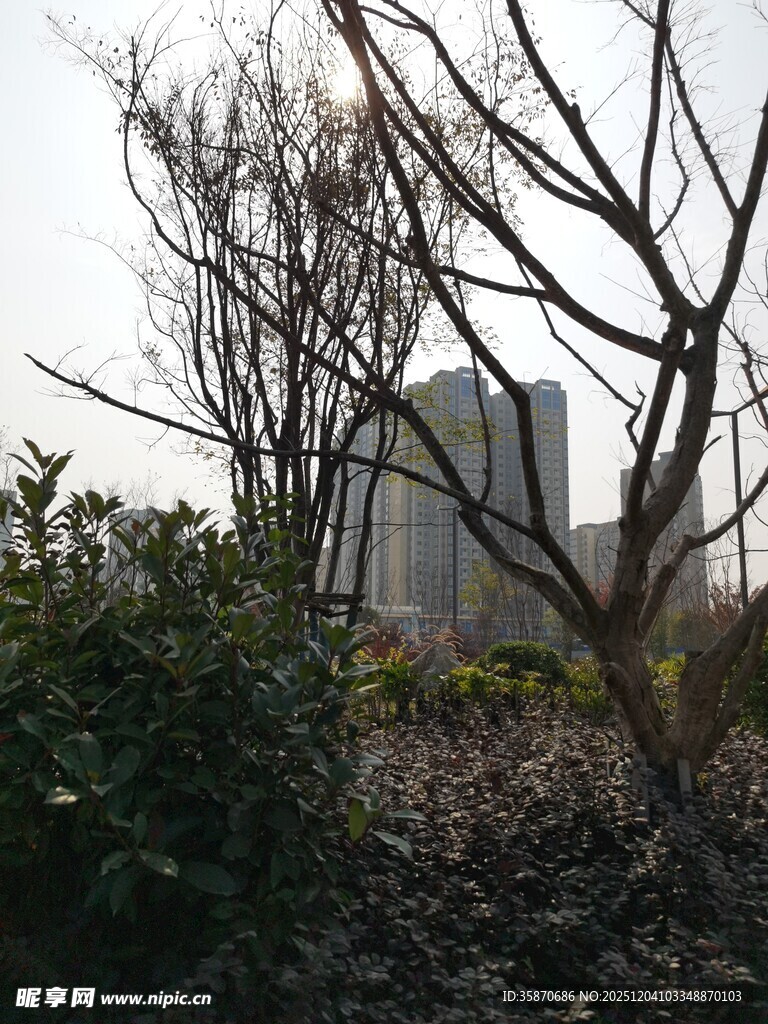 城市中萧瑟的树木与建筑