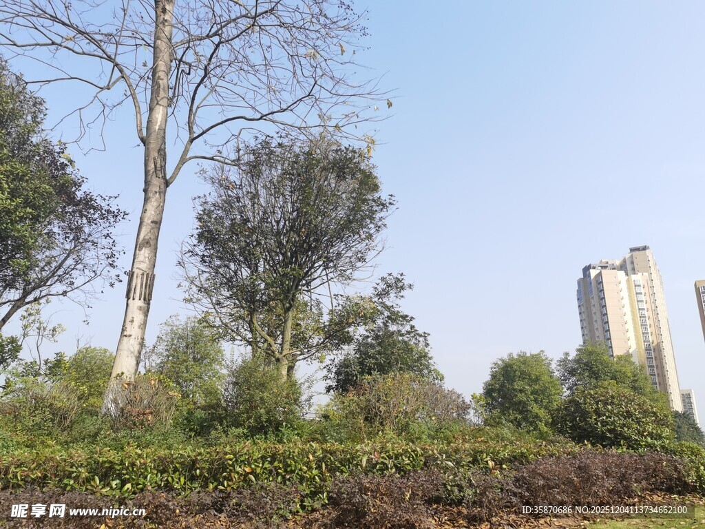 城郊绿植与高楼景观
