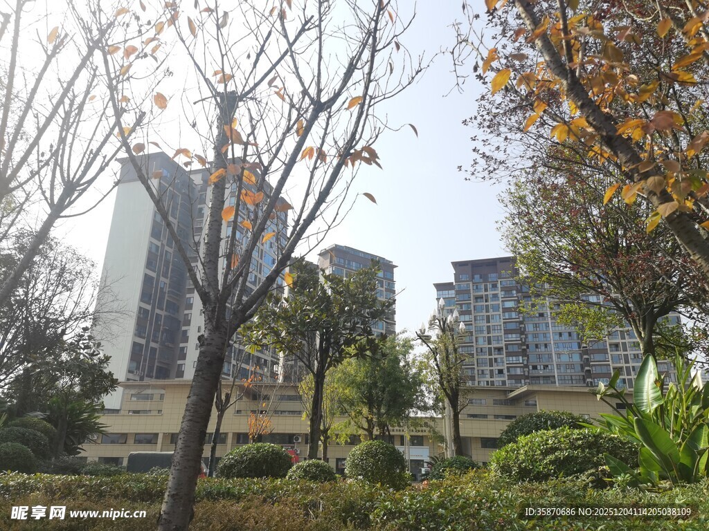 城市中树木与高楼景观