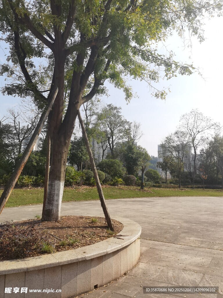 圆形花坛中的挺拔树木