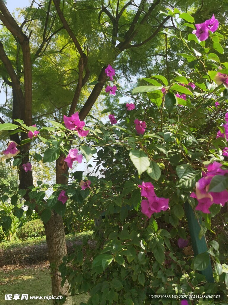 繁花满枝的美丽户外景象