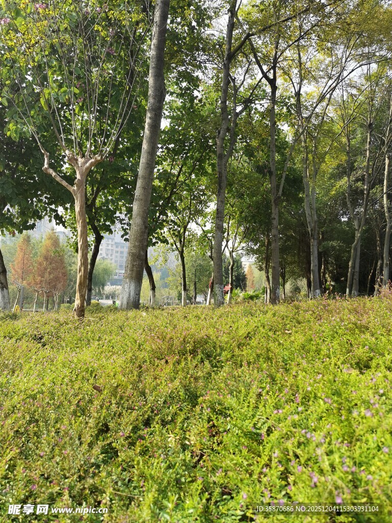 林间草地自然风景图