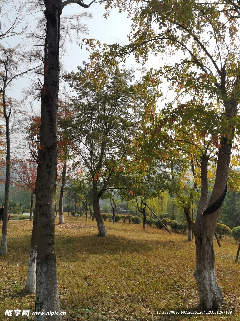 秋日林间静谧美景