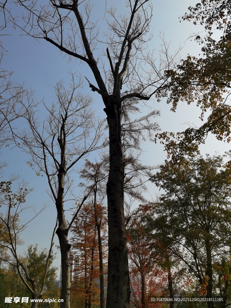 秋日枯树与繁茂树木同框