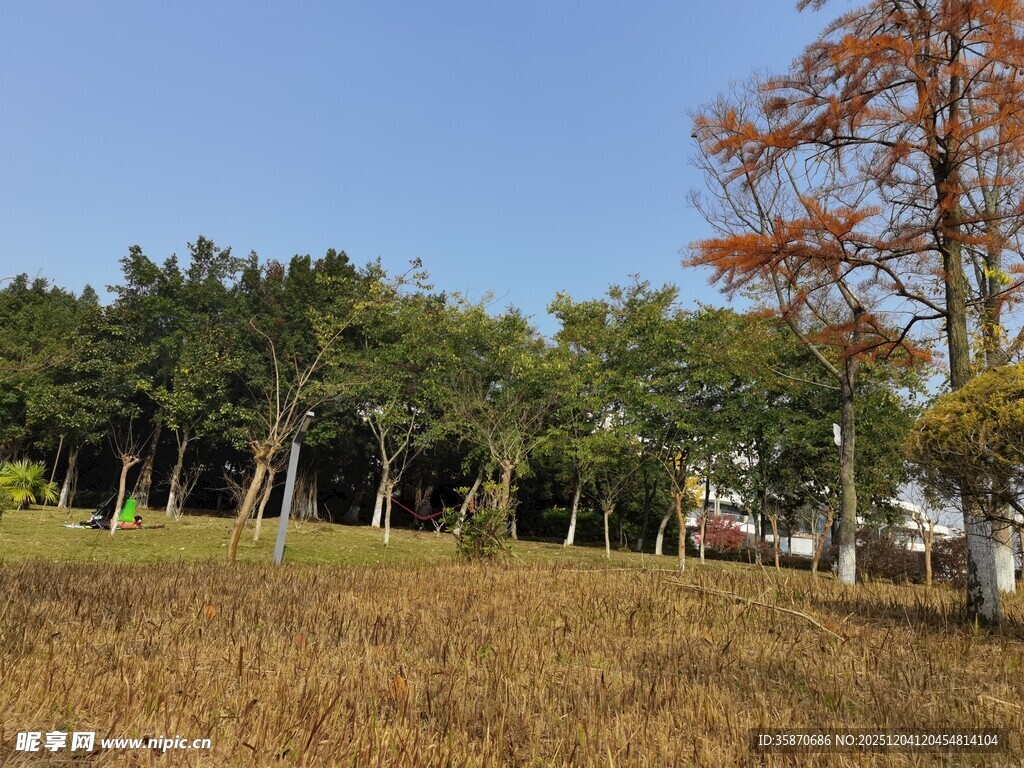 秋日郊野树林风光