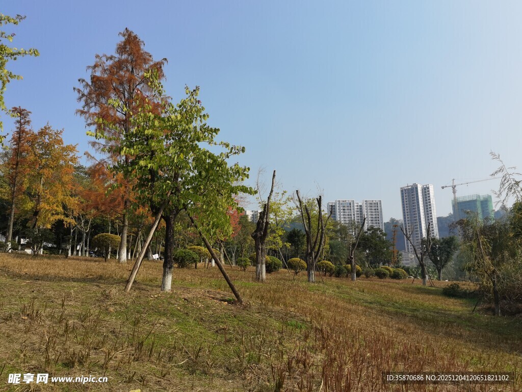 秋日城市边的多彩树林