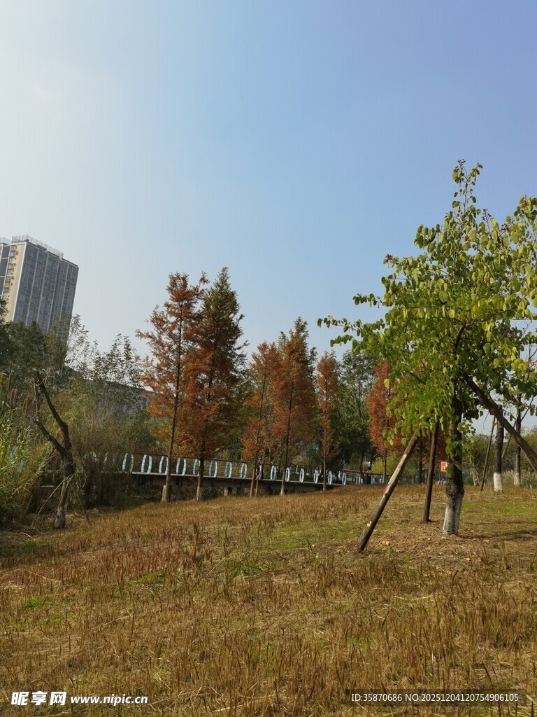 秋日公园草地树木风景