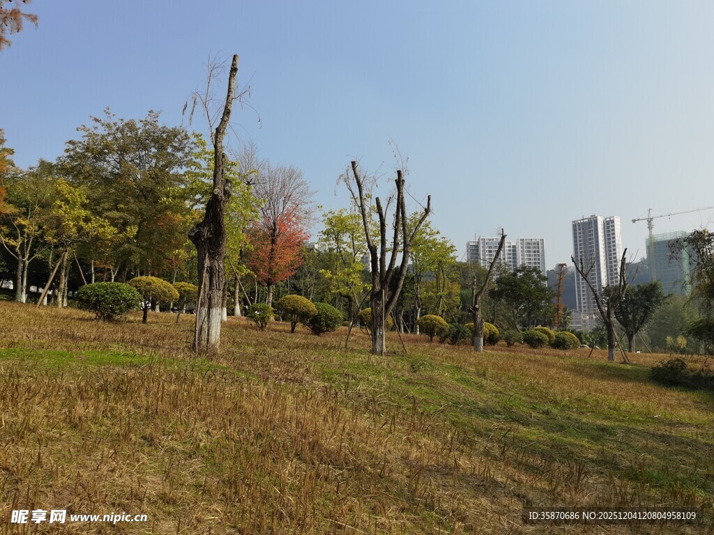 秋日户外草地树木风景图