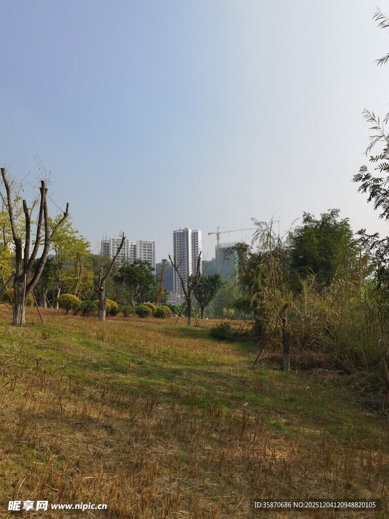 城市中的开阔草地与树木