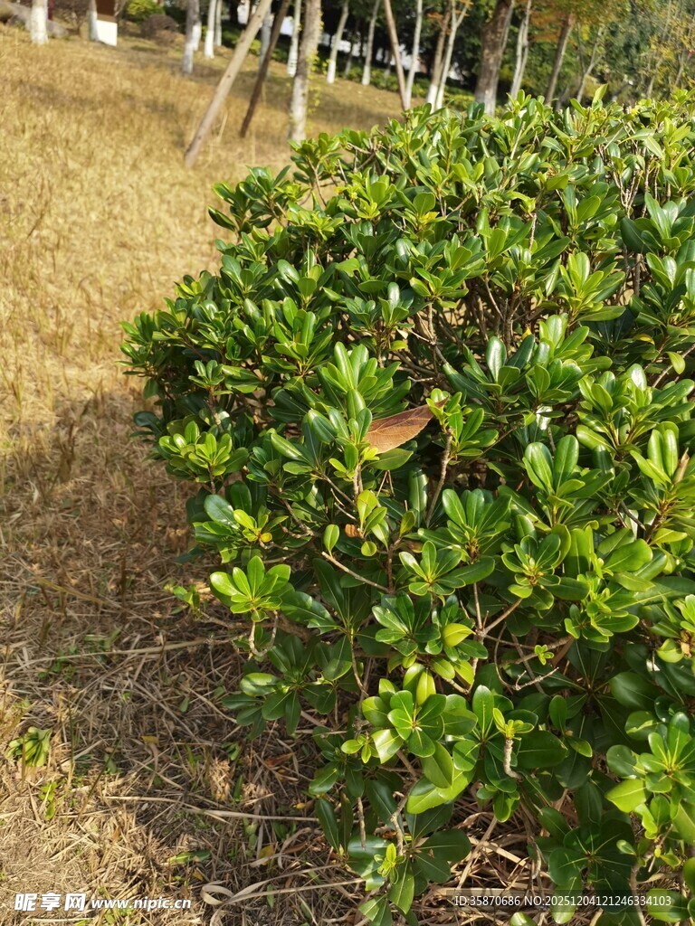 绿叶繁茂的灌木丛