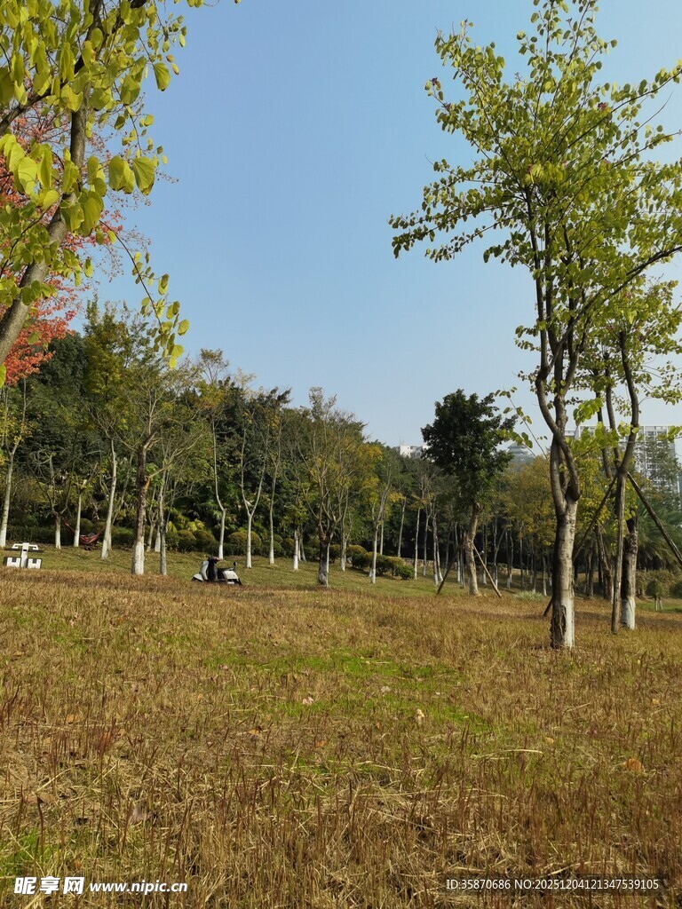 秋日林间草地风景