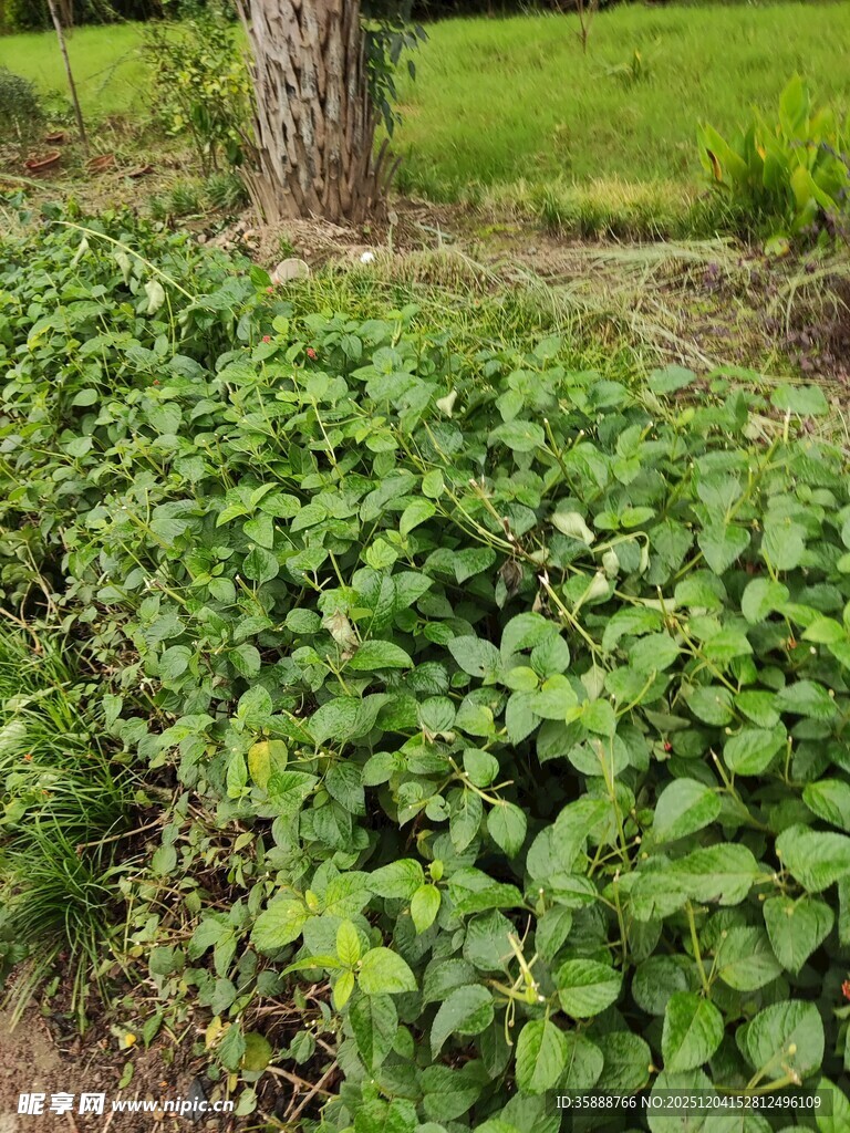 树下繁茂绿植景观